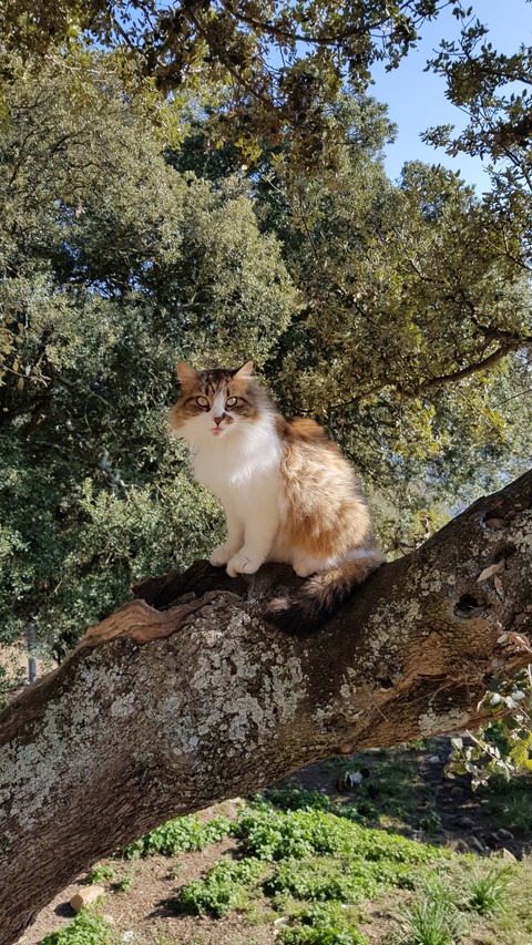 Cat in Corsica