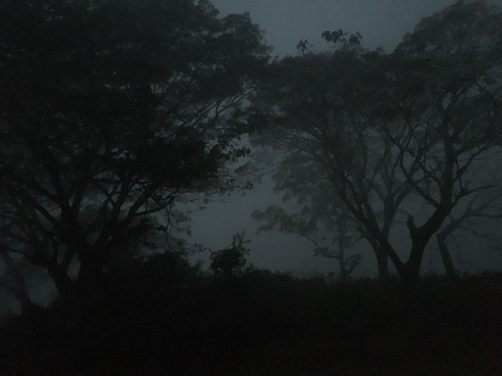 Foggy Nature