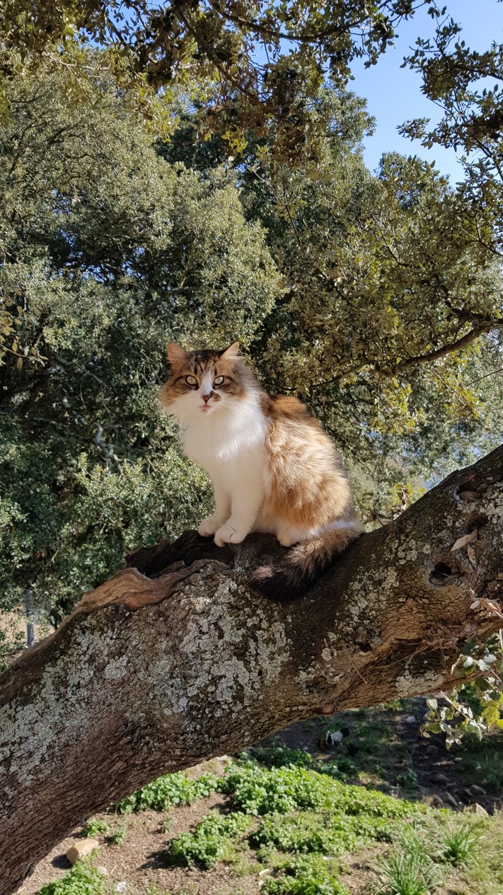 Cat in Corsica