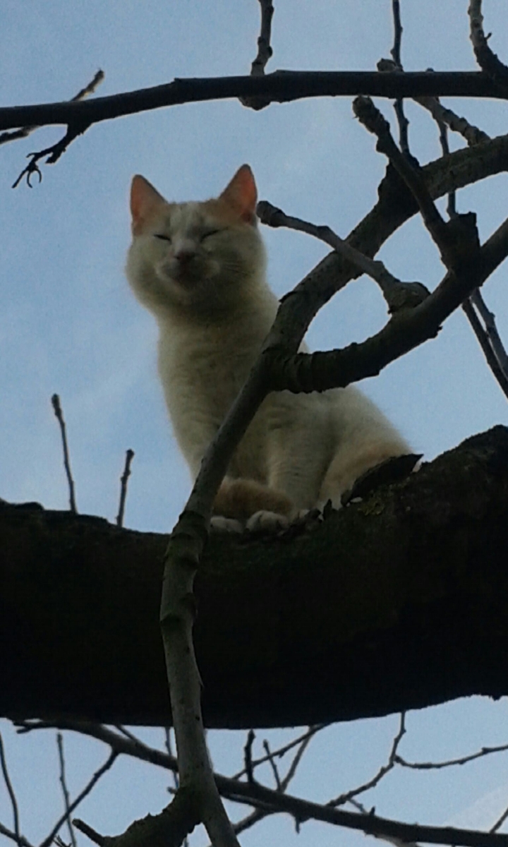 The gost cat