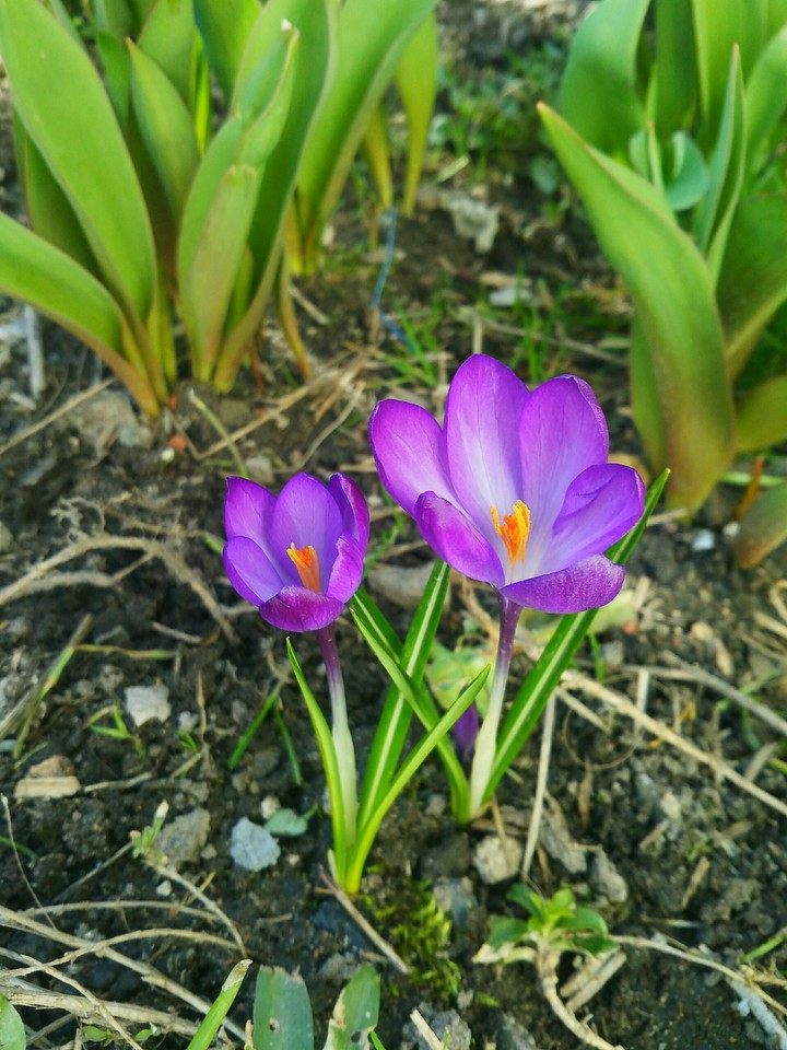 Crocus