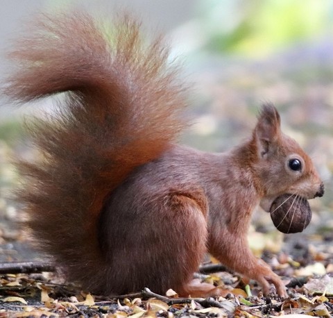 ταπετσαρίες Squirrel, Tail