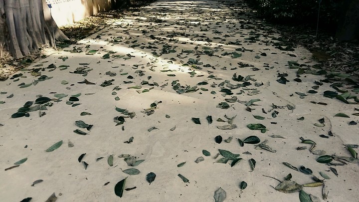 Path covered by leaves