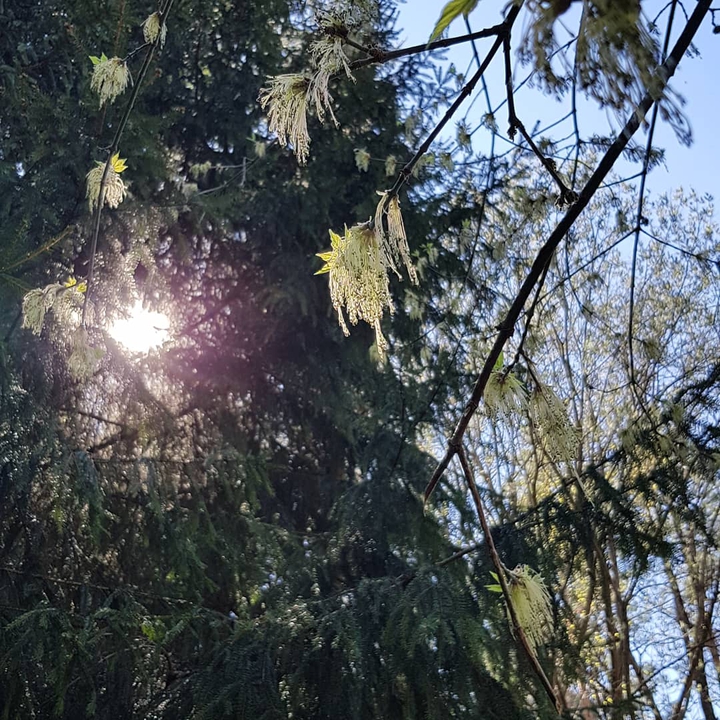 Spring Forest