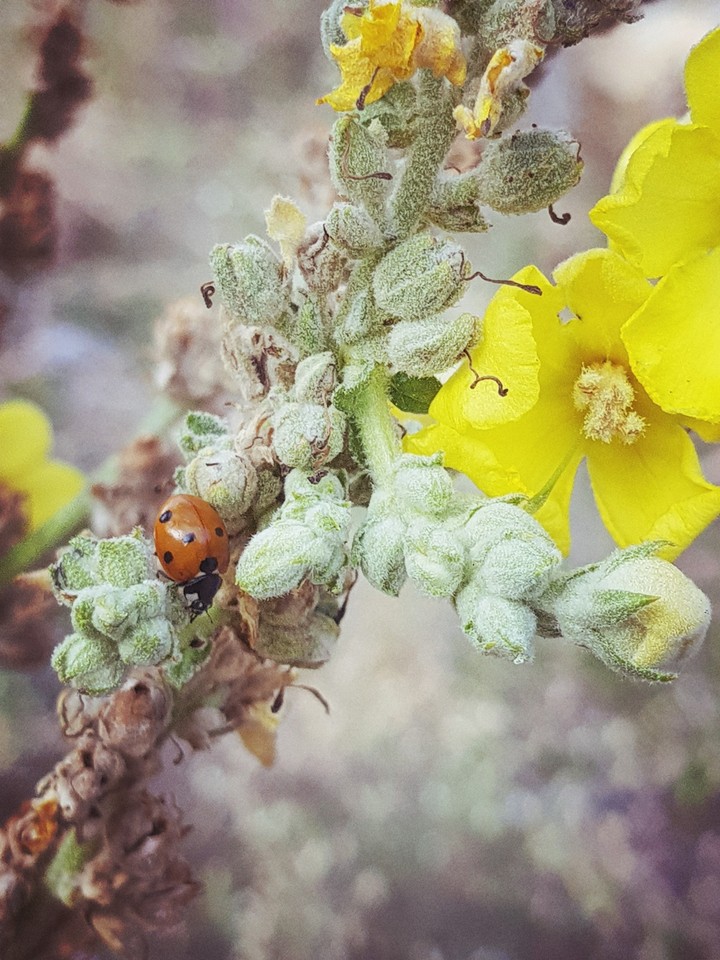 ladybird