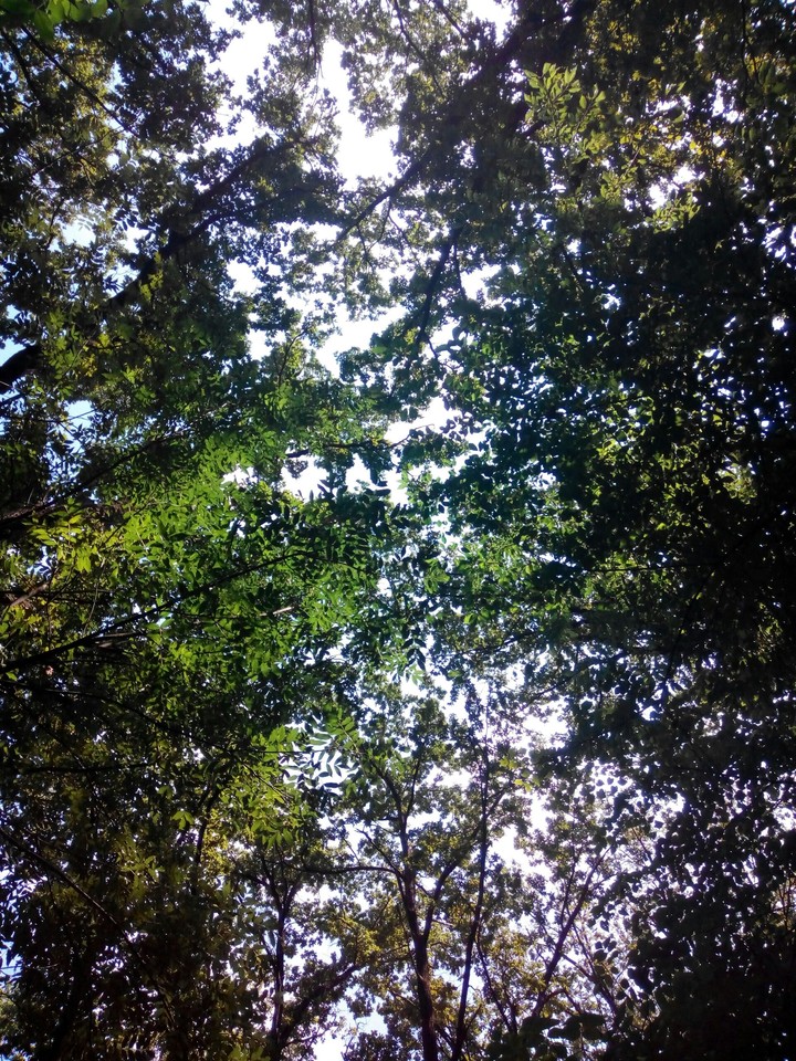 tree