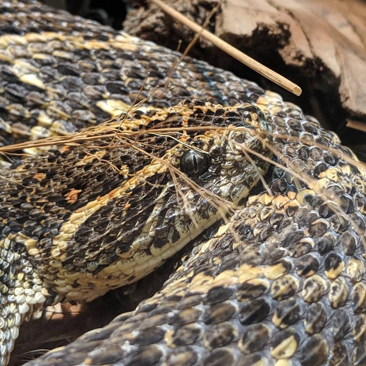 Rattler