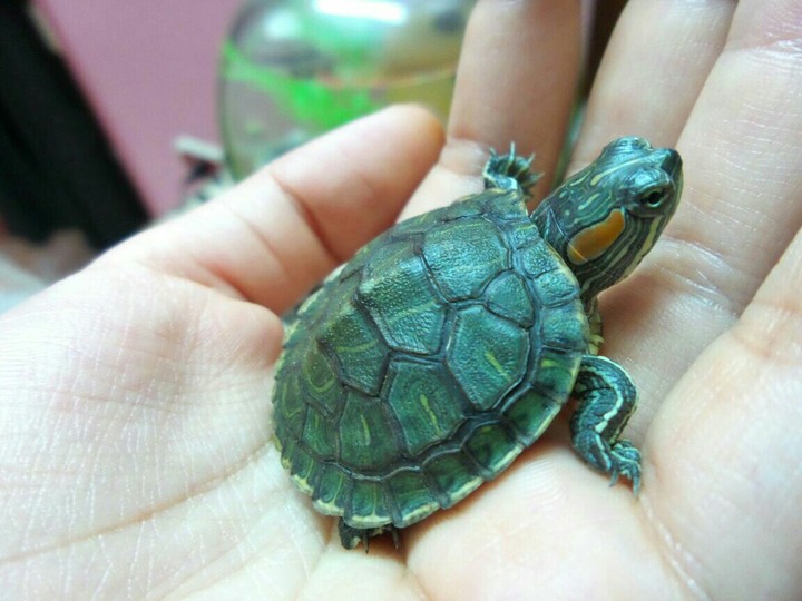 baby turtle