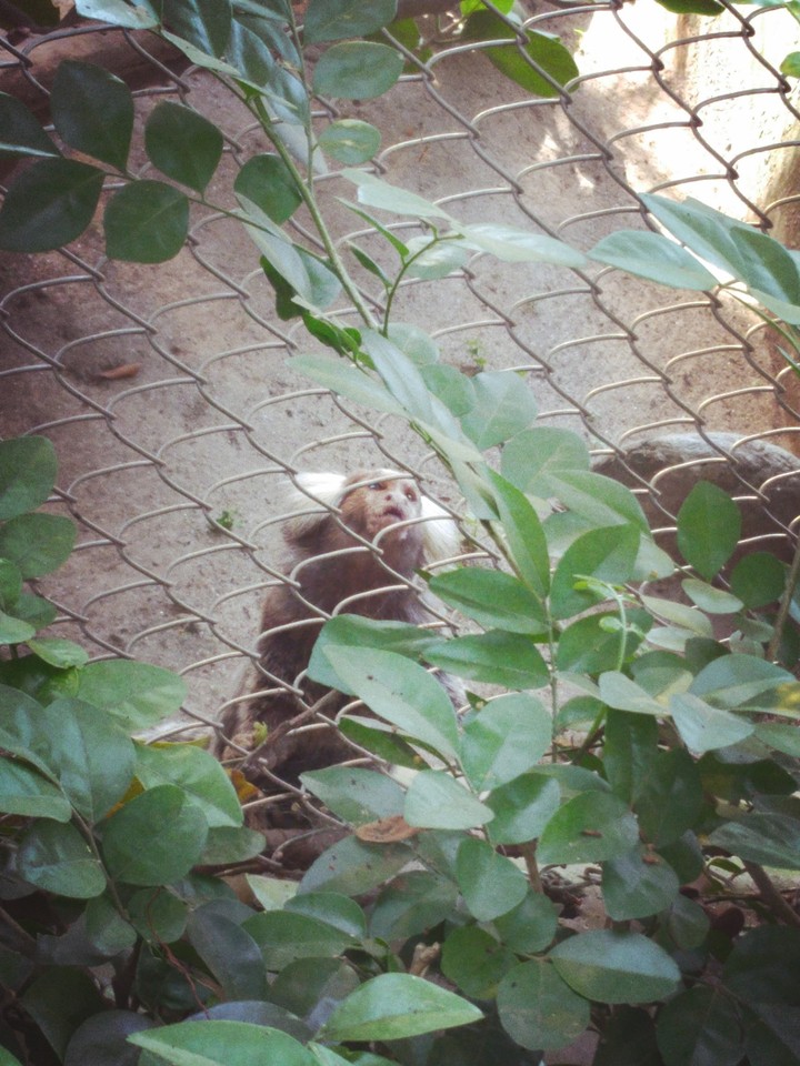 #Monkey