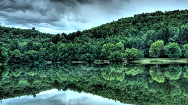 forest
