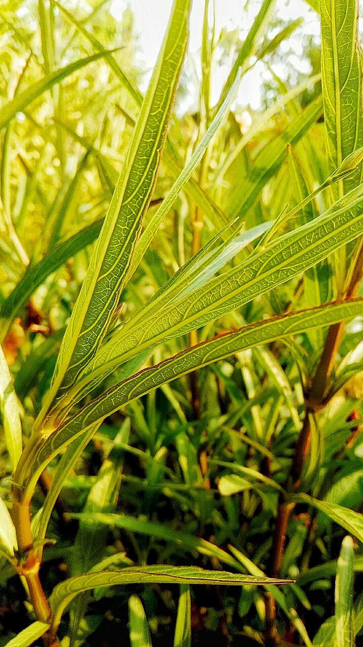Grass