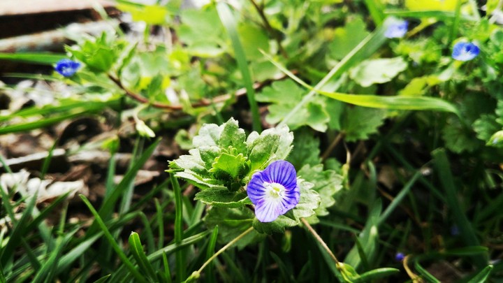 My flowers
