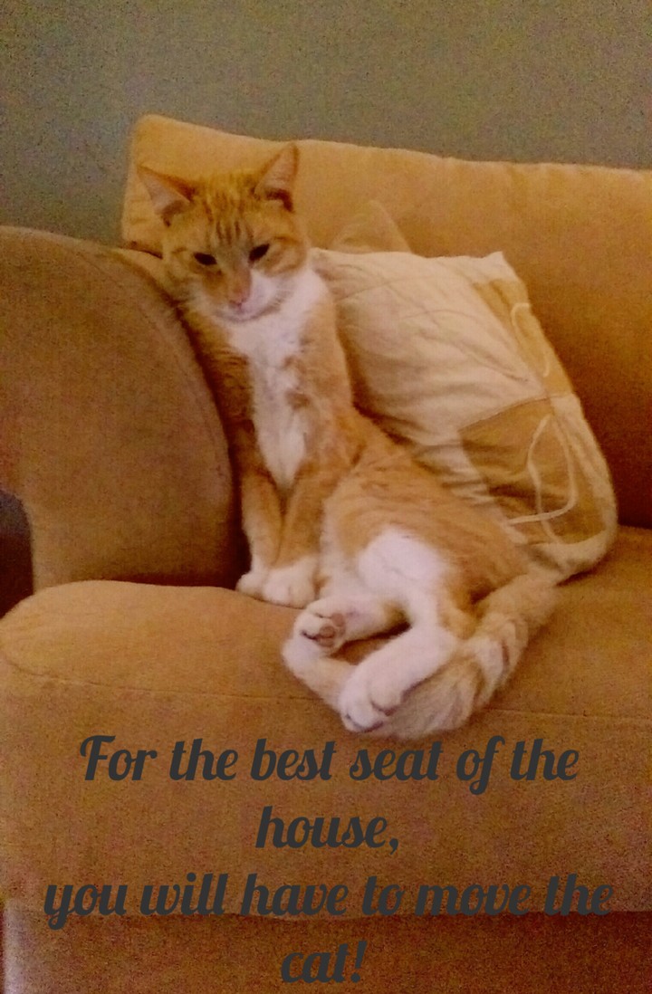 Mr. Loui loves sitting on the best seat of the house 
