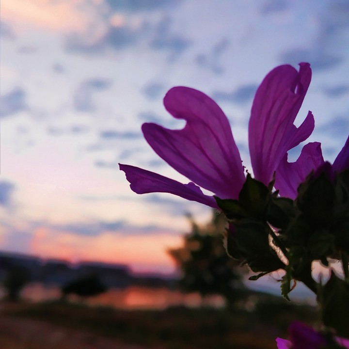 Violet flower