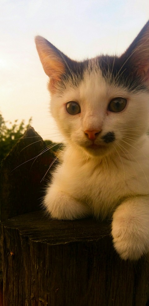 sfondi nose, cat