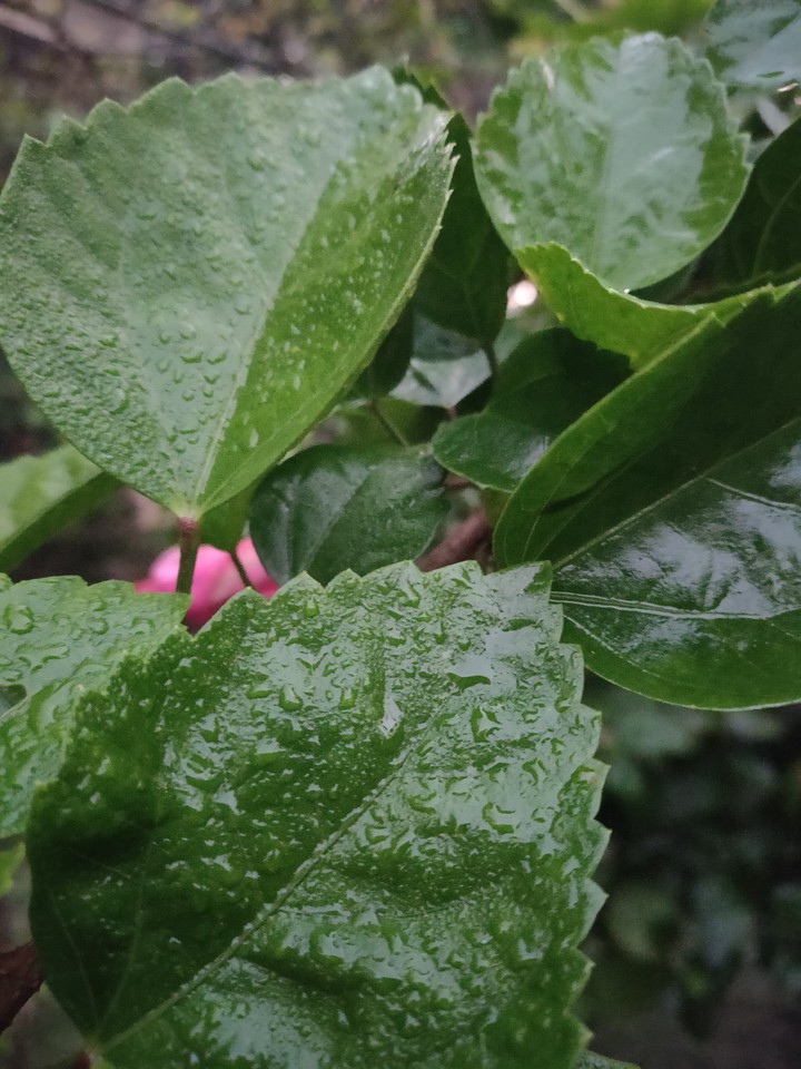Dew wet leaves
