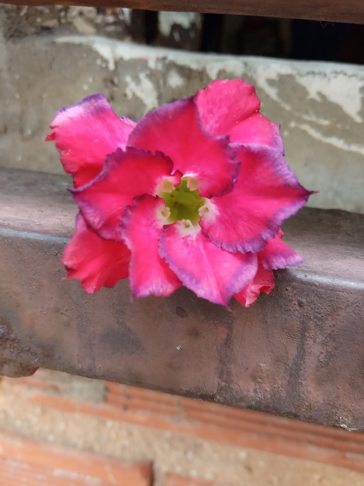 rosa do deserto