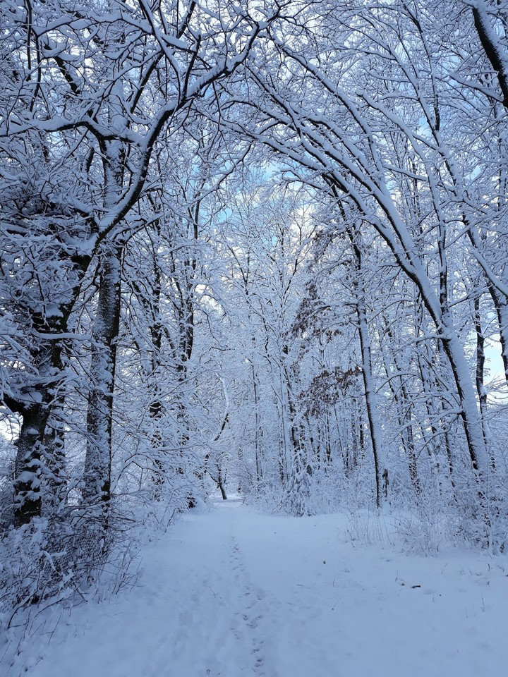 зимовий ліс