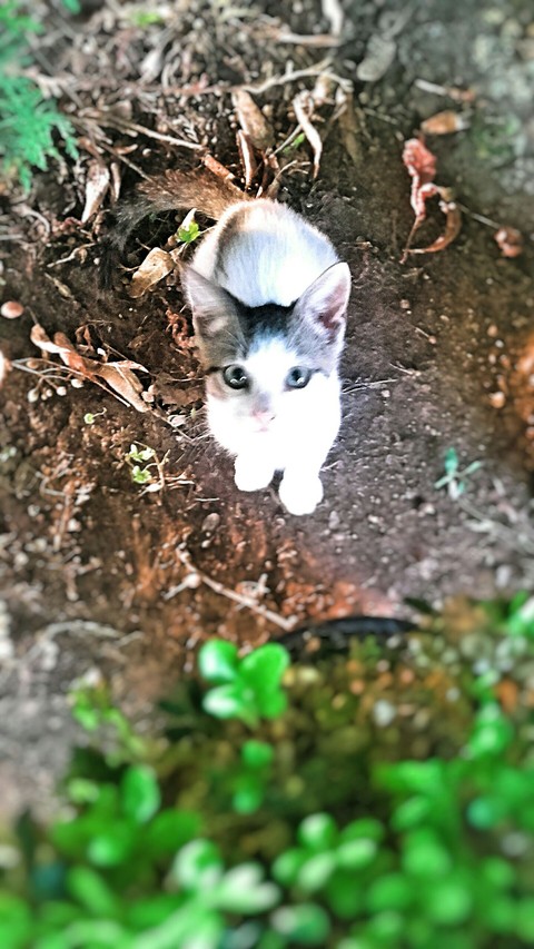 Catlove