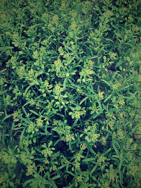 perfectly green