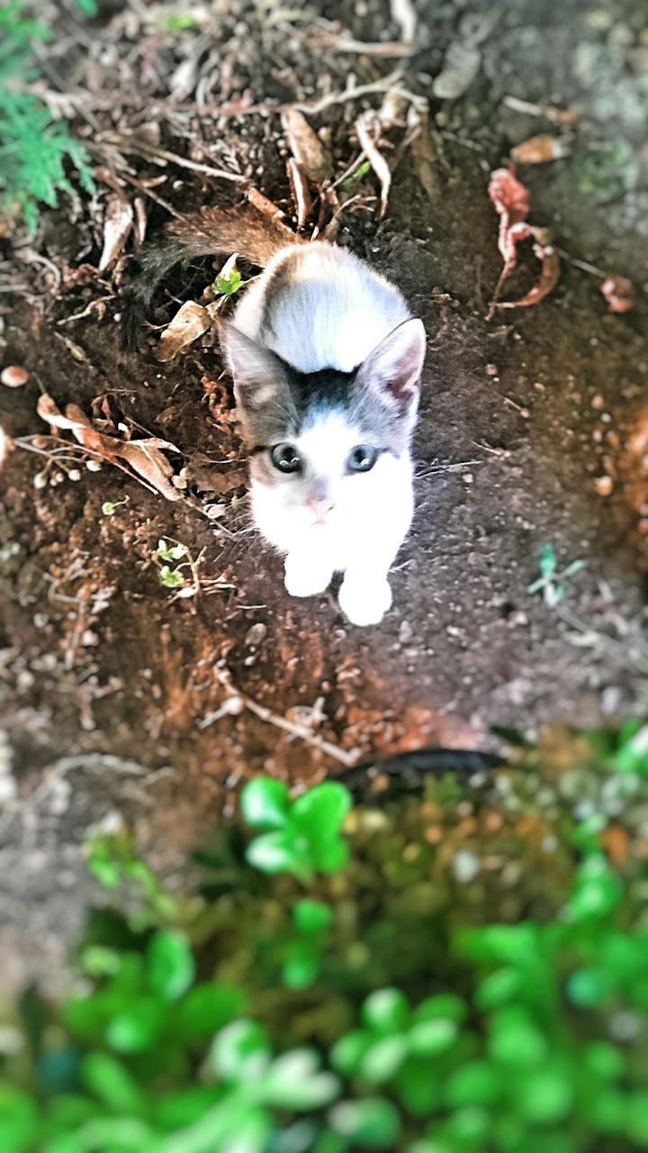 Catlove