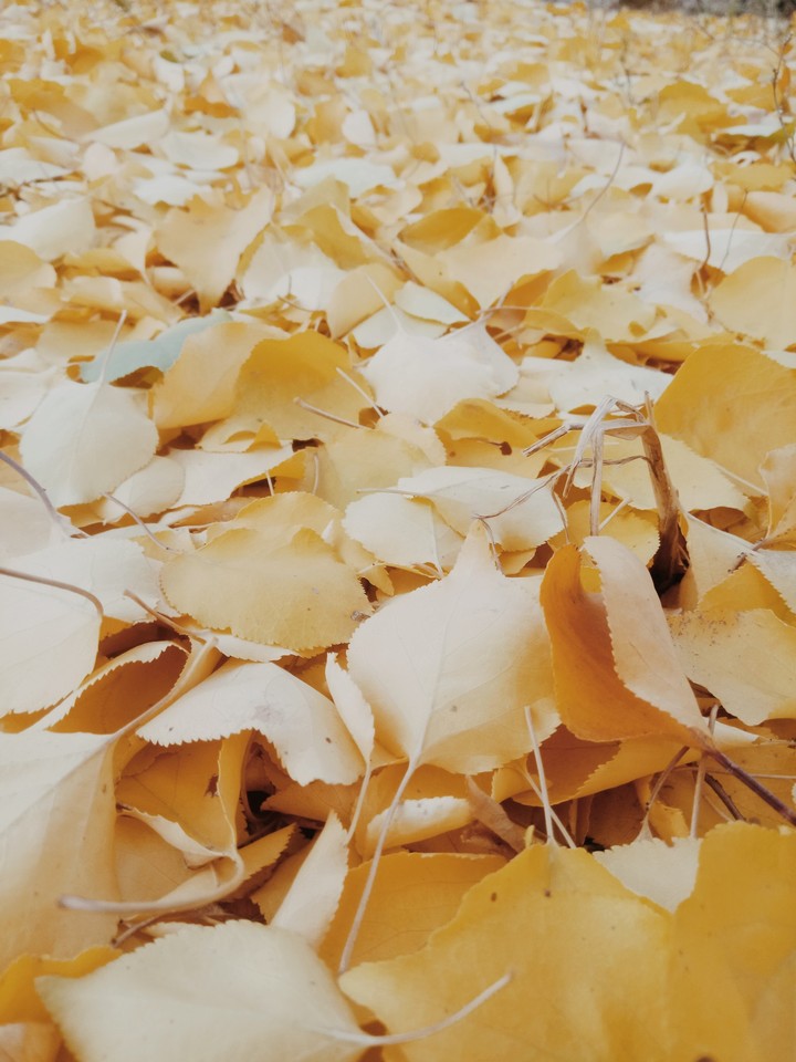 yellow leaves