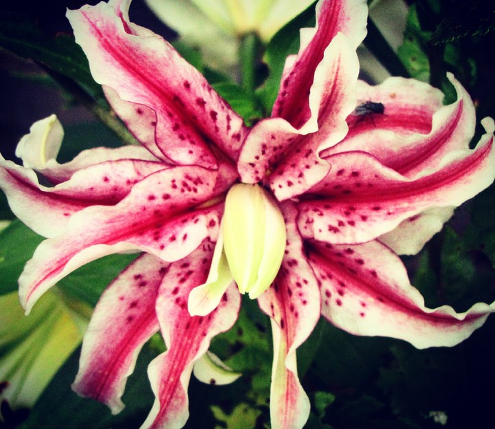 flower