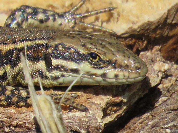 lizard