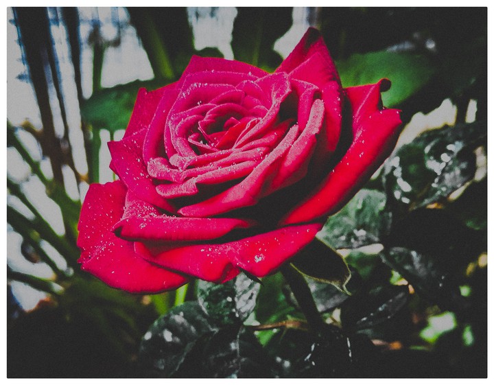 Red rose