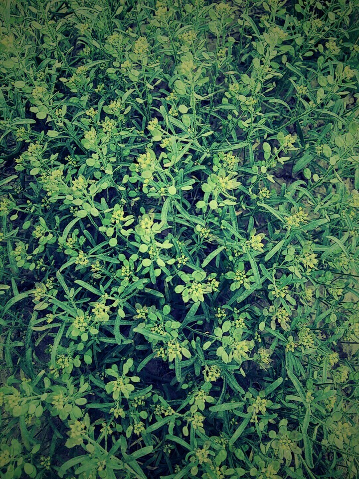 perfectly green