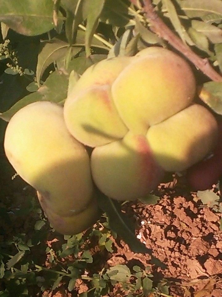 peach