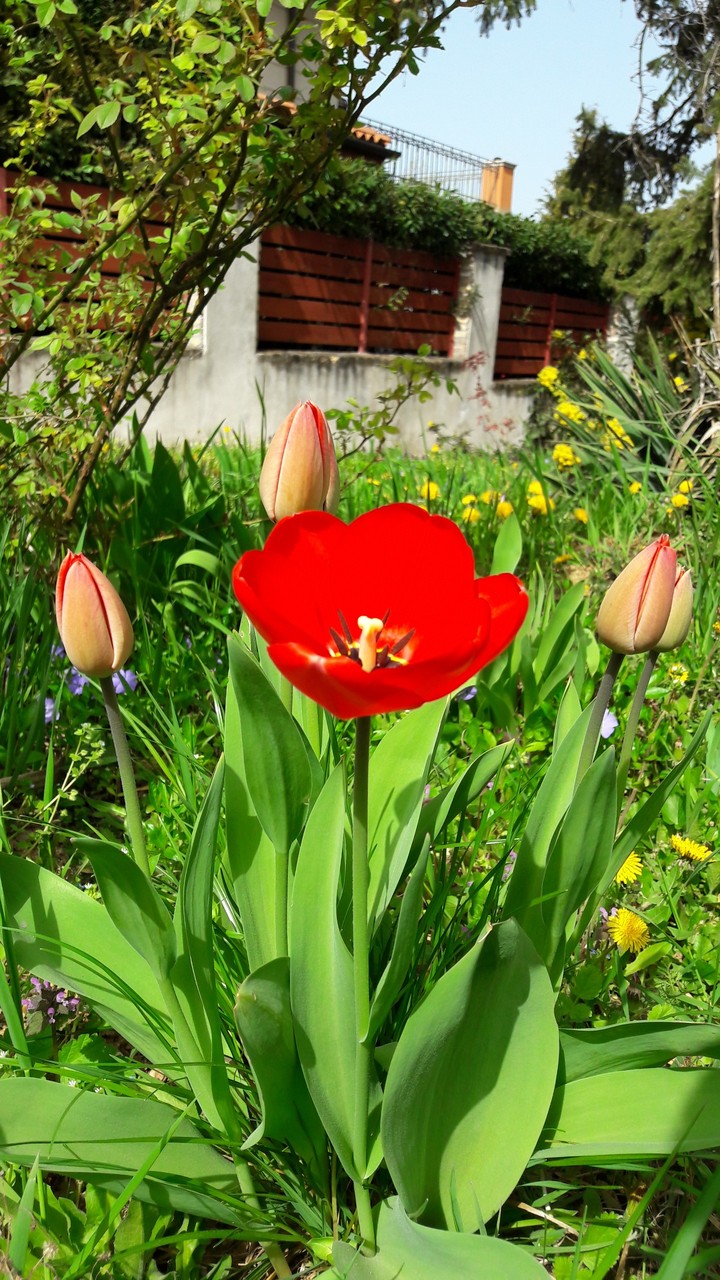 Flower