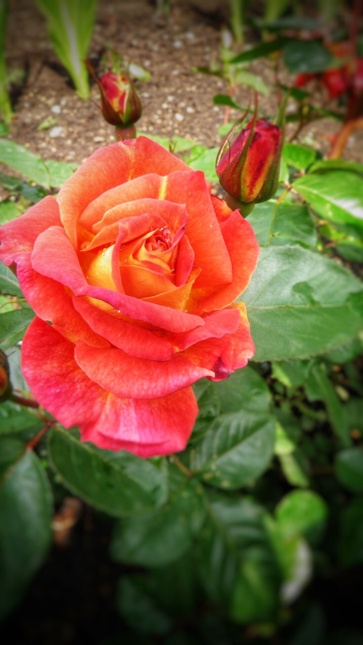 rose. 