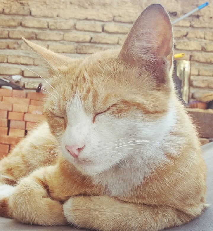 my monocolour kitty