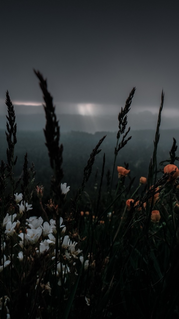 flowers