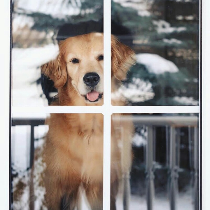 dogs❤