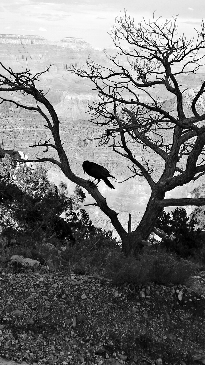 Black Bird in Grand Canyon