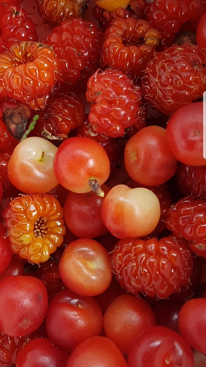산딸기 산앵두^^