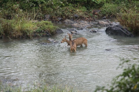 deer in water