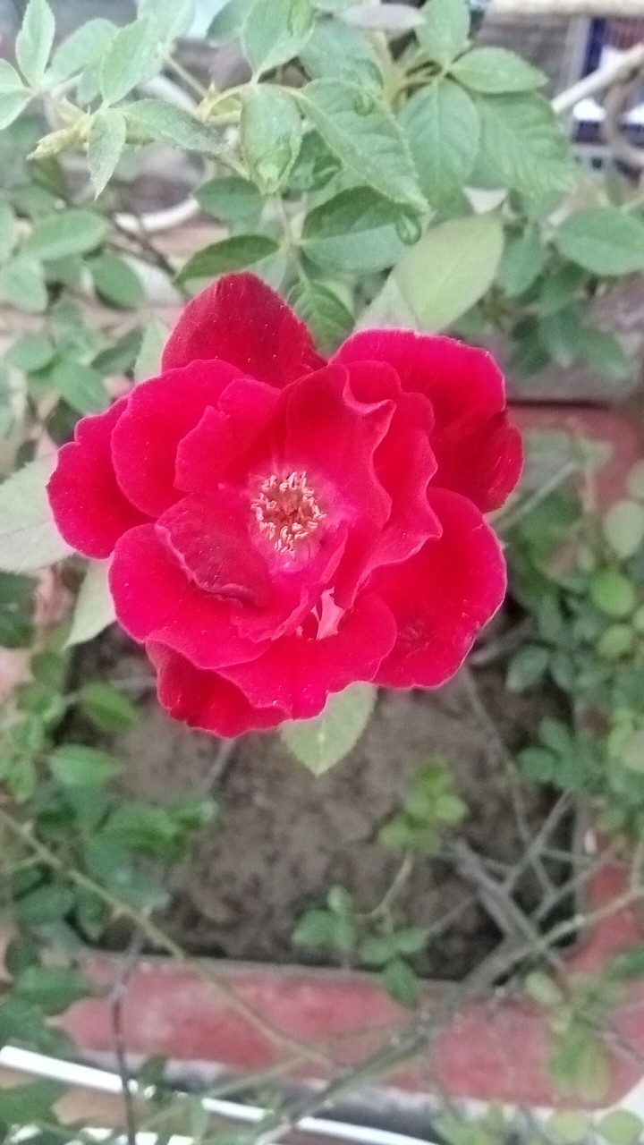A Dark Red Rose