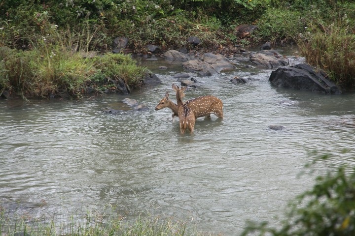 deer in water