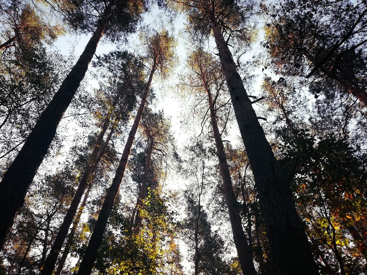 Forest