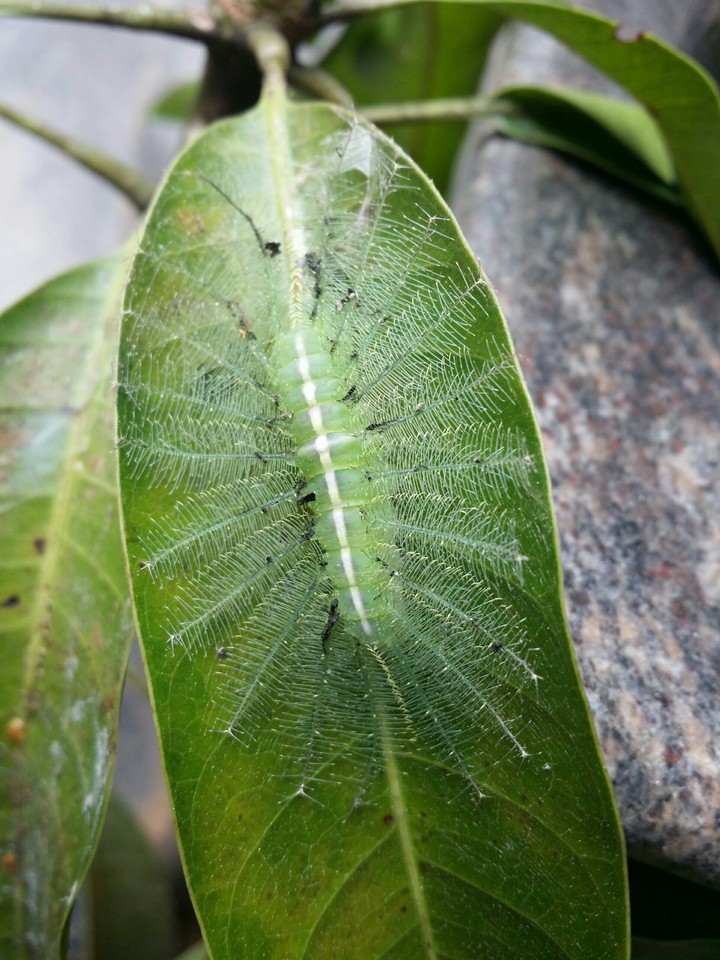 Euthalia aconthea