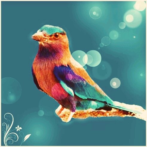 little bird