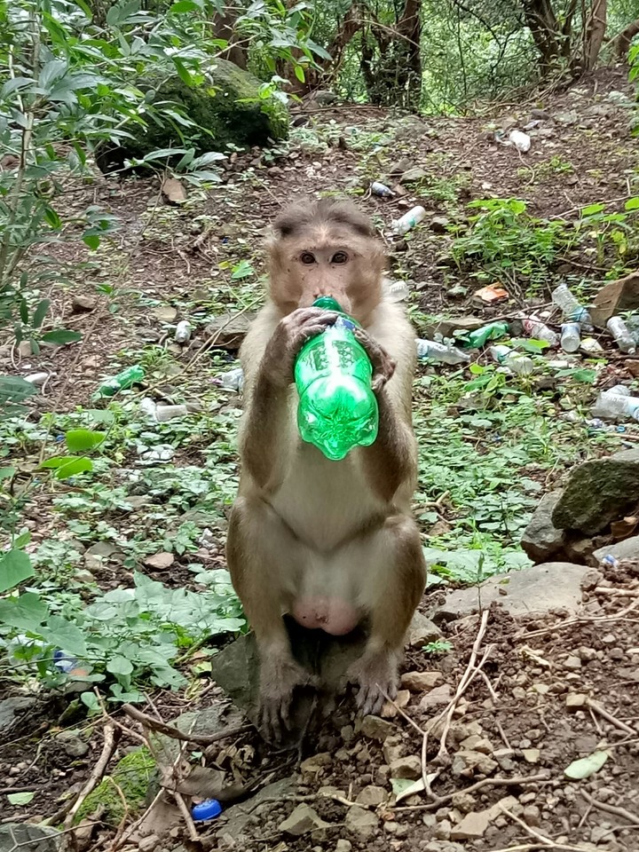 monkey