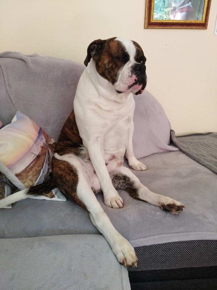 Bulldogge
