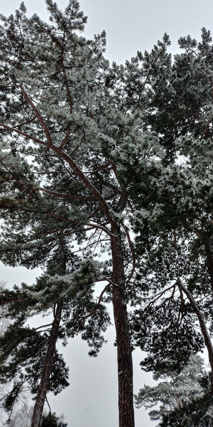let it snow