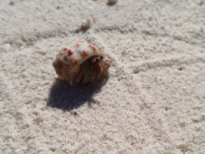 crab