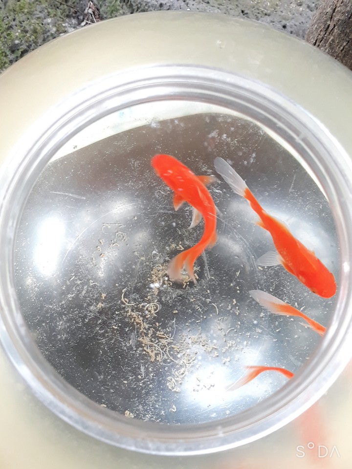 뻐끔 뻐끔ㅎ
