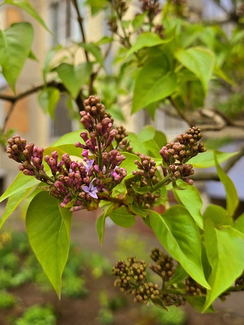ταπετσαρίες milkweed, herb